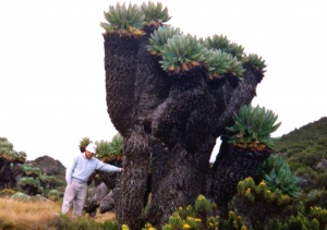 Giant groundsels (Senecio kilimanjari)
are unique to Kilimanjaro's moorland
at 4,000 meters altitude