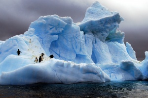 Off Graham Coast, Antarctica. Wind,
rain and differential melting rates
give icebergs surreal forms and colors