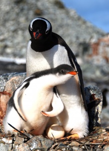 Female gentoo penguin with chick
and unhatched egg, Ronge Island,
Antarctic Peninsula