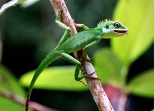 Tree lizard, Sarawak jungle, Borneo