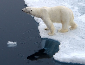 Polar bear at the edge of survival,
its future mirrored in the melting
polar ice cap of the Arctic Ocean