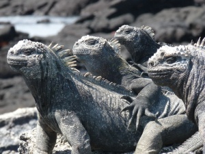 Marine iguanas sunbathing at Punta Espinosa, on volcanically active Isla Fernandina, Galapagos Islands